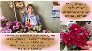 Обзор Фиалок 04.03.2026! Сравниваем разные сорта Фиалок!