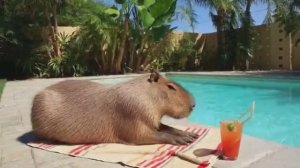 Капибара в бассейне