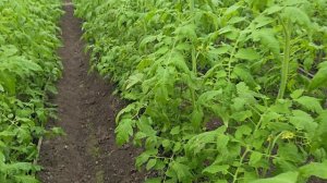 Серая Гниль и Кладоспориоз на томате. Пасмурно, высокая влажность и температура, главные причины.