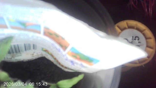 Обзор выращиваемых из семян растений: кабачки и томаты (помидоры)