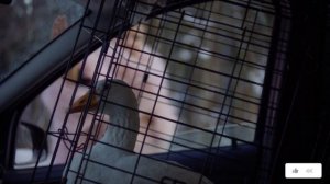 Ландыши – 1 сезон 2 серия (часть 7/9): «Супружеский долг? Я тебе плачу!» – ссора после свадьбы 🚗💔