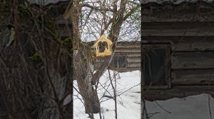 1000007719.mp4У птичьей кормушки.