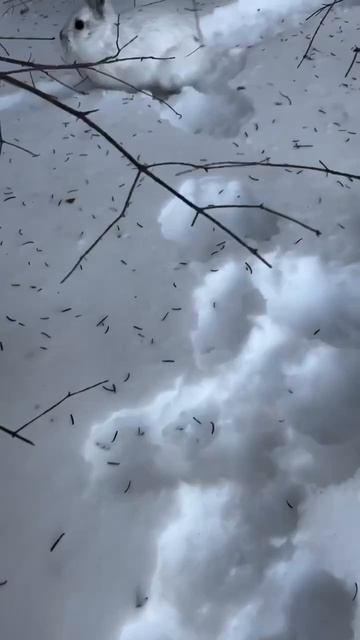 Заяц-беляк (Lepus timidus) — вид зайцев, распространенный в лесной зоне Евразии