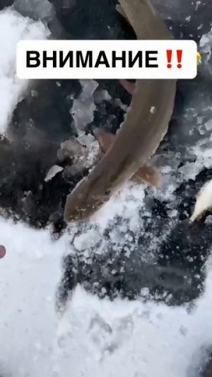 Видео от За Трофеем: Охота и Рыбалка