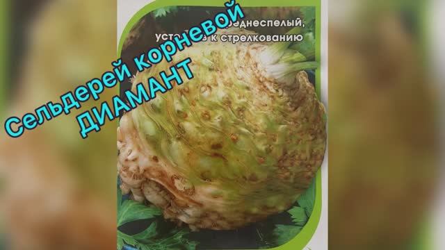Сельдерей корневой. Диамант 23.02.26
