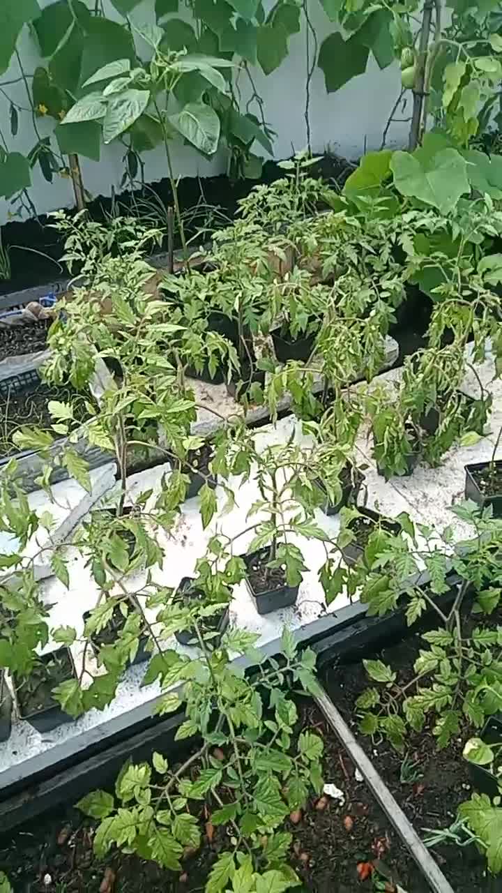 Новый эксперимент от дяди Вити. Высадка помидор на улице в АПРЕЛЕ. 08.04.2024