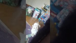 играю в настоящий Фредди 3  часть 1