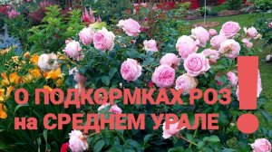 О подкормках для роз.Часть 1.