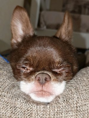 чихуахуа Арчи