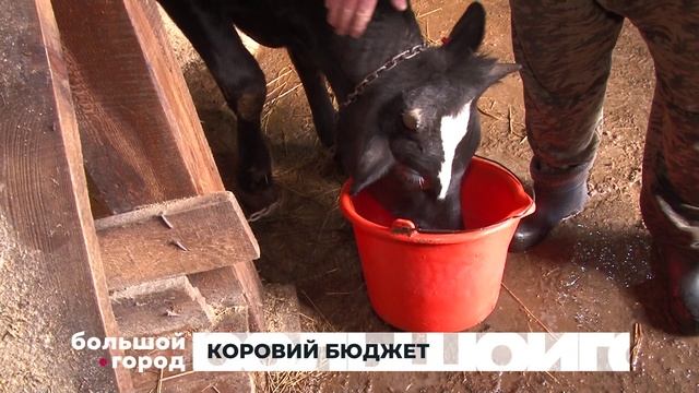 КОРОВИЙ БЮДЖЕТ. Большой город 04/03/2026
