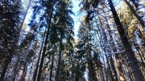 Россия. Комарово.