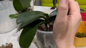 Пересадка орхидей в кору и мох из леса