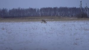 Охота на кабана из ГНЕЗДА