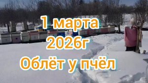 Пасека Первый облёт у пчёл 1 марта 2026г.