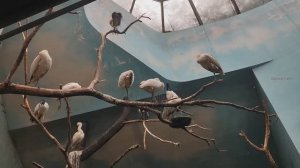 Колпица. Священный ибис. Птицы. Красивые птички. Московский зоопарк