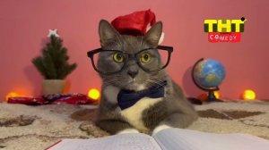 Конец Вещание Сборник Видео Россия Вместо Его ТНТ Креветка Comedy HD