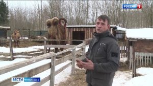 В смоленской деревне поселилось семейство двугорбых верблюдов