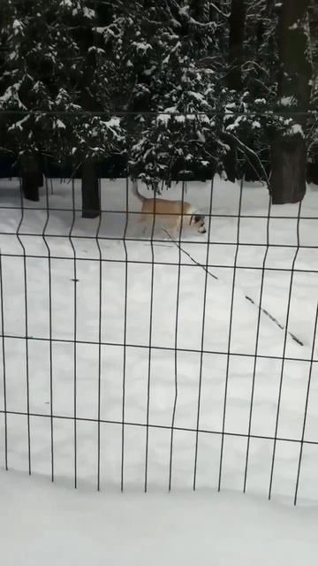 Самая обаятельная и очаровательная САО Стеша 🌸 ищет 🏠❗Пост в описании 🎥 #сао #собакп #любовь