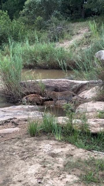 Леопарды по натуре одиночки и осторожны — они избегают ненужных конфликтов с более сильными или круп