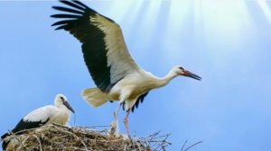 Аисты.  Стихи: Людмила Денисова. Музыка, исполнение Григорий Суворов. Клип Л. Ураевой