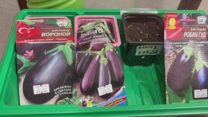 Баклажаны на рассаду.