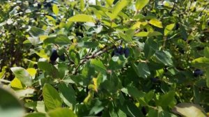 Виталий Королёв: «Мы были пионерами ягодного дела в области»