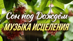 🌿 МЕДИТАТИВНЫЙ ДОЖДЬ В ЛЕСУ — ДУХОВНАЯ ИСЦЕЛЯЮЩАЯ МУЗЫКА ДЛЯ СНА, РАССЛАБЛЕНИЯ И ВОССТАНОВЛЕНИЯ