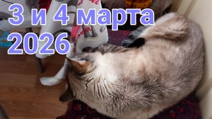 3 и 4 марта 2026. Ничего особенного...