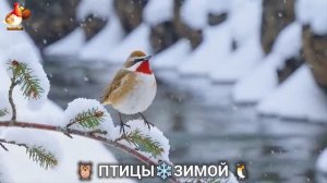 Птицы зимой в лесу 🐦_⬛🦉 🦤 видео для отдыха душой 🦅🌲(19)