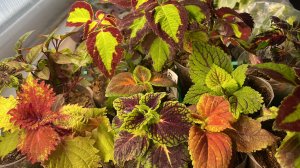 Колеусы после обрезки. Коллизия укоренилась без проблем.