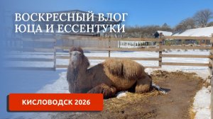 КИСЛОВОДСК 2026/В ГОСТИ К ВЕРБЛЮДУ/ЕССЕНТУКИ