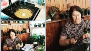 Сибирь-север начинаем сеять, горошница на ужин.