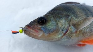 Ловлю Окуней. Лучшая Зимняя Русская рыбалка 2026. Смотреть Бесплатно Рыбалка в России Онлайн