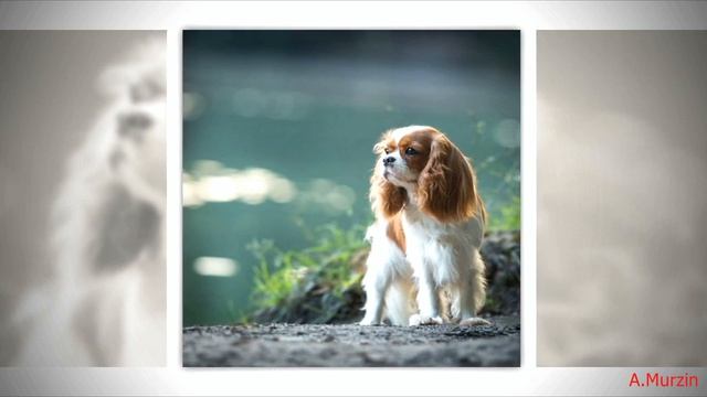 Stive Morgan - Witch Dance