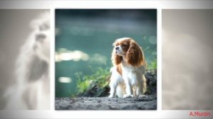 Stive Morgan - Witch Dance