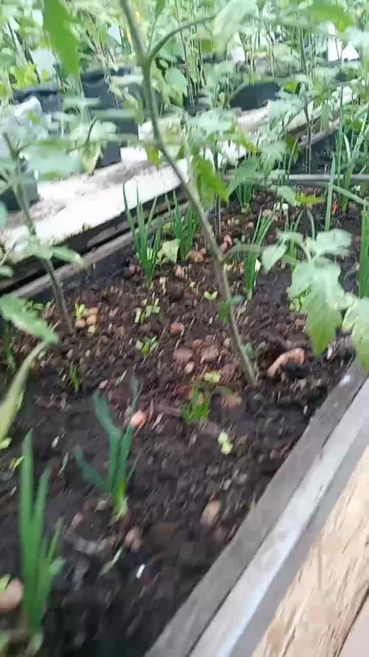 Удаляю все пасынки у томатов. Главное не упустить момент, чтобы вся сила пошла в цвет и тогда буд…