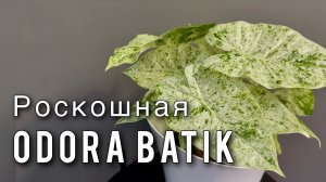 Как пересадить, размножить АЛОКАЗИЮ Обзор сорта Подбор горшка, грунта Посадка на фитиль Odora Batik