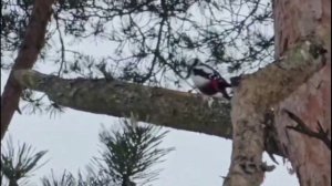 Молотобоец