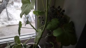 Наш подоконник и растения, проживающие на нём