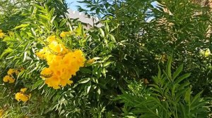 Повсюду пальмы и цветы!Аль Алам дворец!