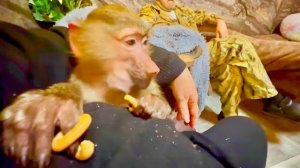 Друзья, всех С Новым 2025 годом! Ваши любимые гамадрилята резвятся и делят бублики!