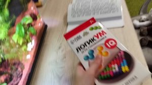 типичная утро у басиков и Лили