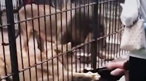 Львица набросилась на ребенка в китайском зоопарке