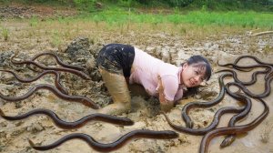 Ловлю угрей в грязи на продажу. Фуонг. Вьетнам