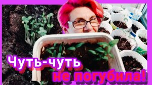 Обзор рассады🌱🌱🌱