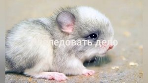 поле мышей семейство грызунов трейлер [2026]