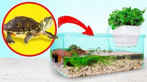 Как построить террариум для красноухих черепах дома