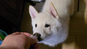 Фарш понравился