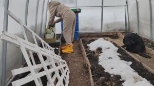 Рассада петунии , места больше нет!!!!