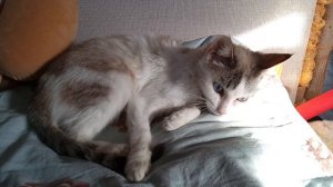 Белка Увелка живёт #кошечка #белка